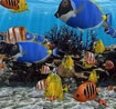 3D Fish School Screensaver 4.91 - beautiful wallpaper for PC